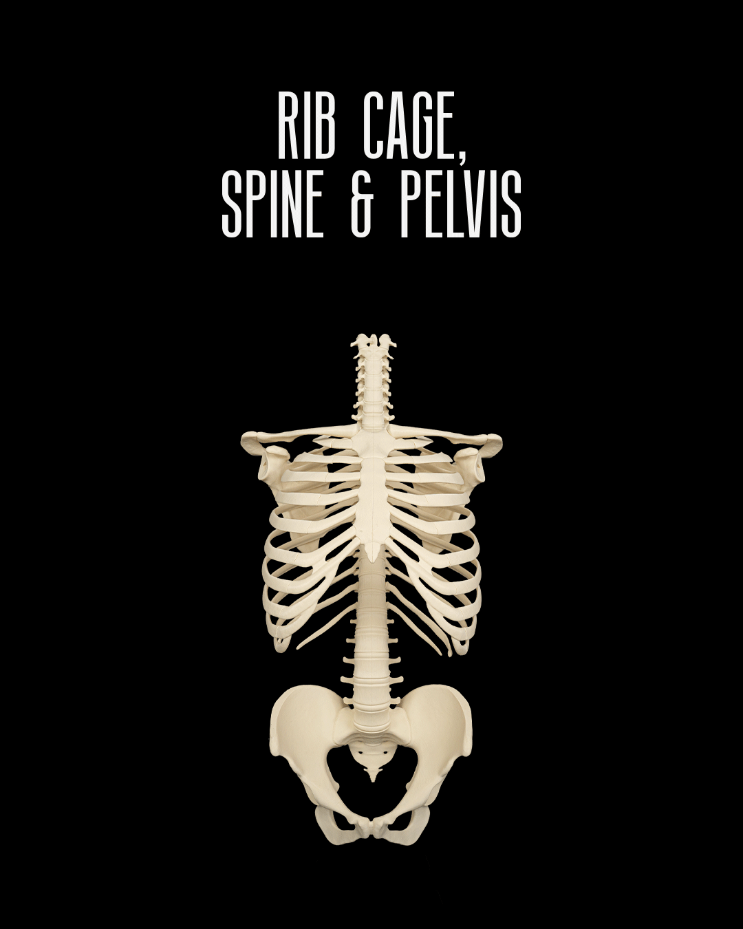 Rib Cage, Spine & Pelvis