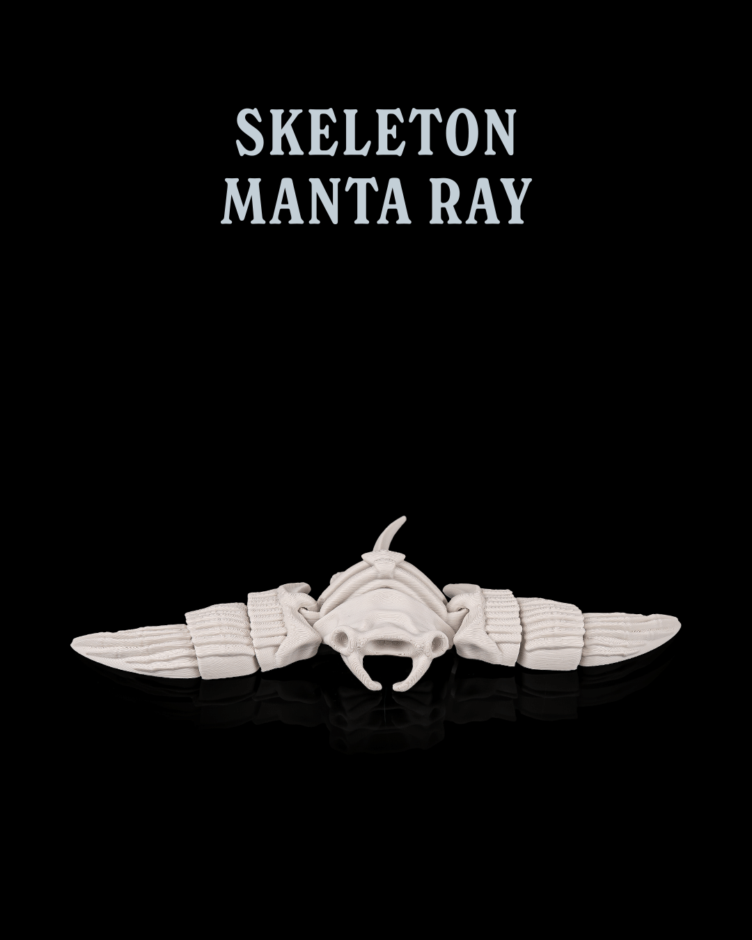Skeleton Manta Ray