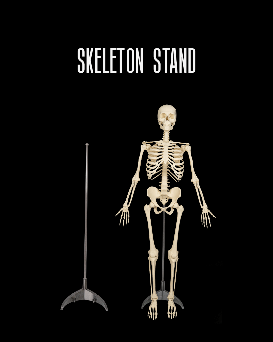 Skeleton Stand