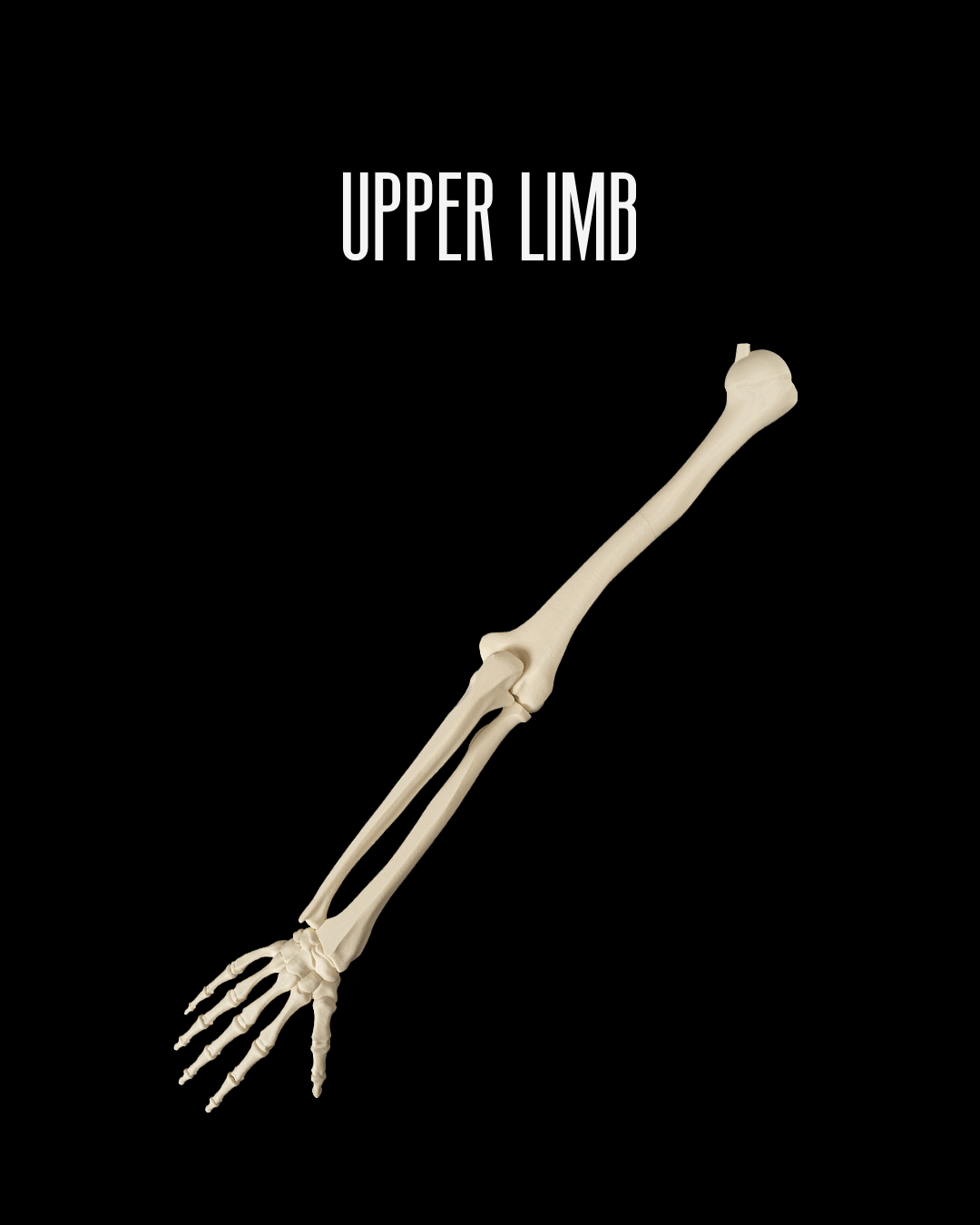 Upper Limb