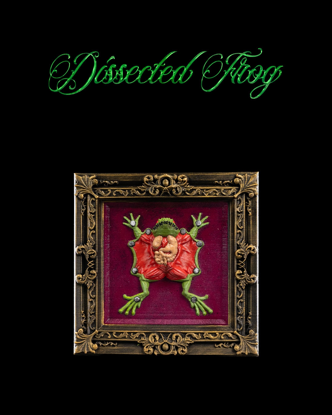 Dissected Frog