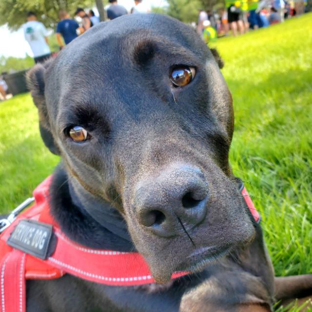 US Service Animals us-service-animals
