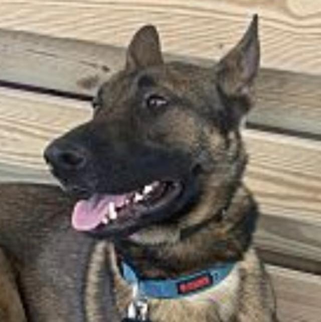 US Service Animals us-service-animals