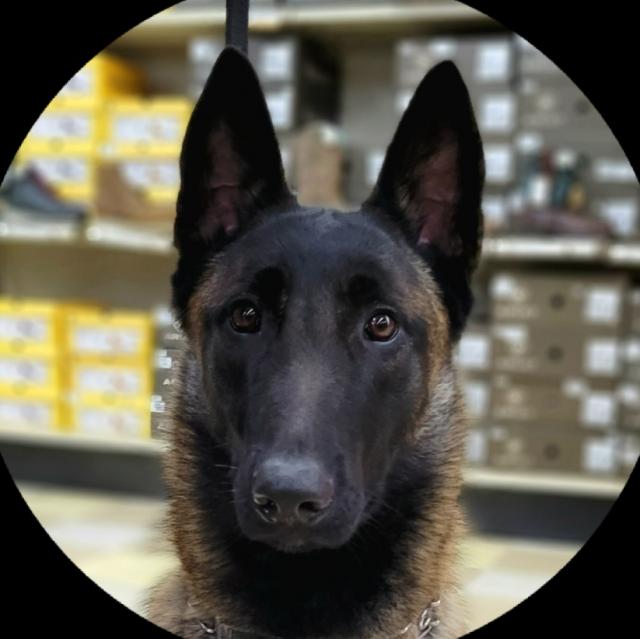 US Service Animals US Service Animals