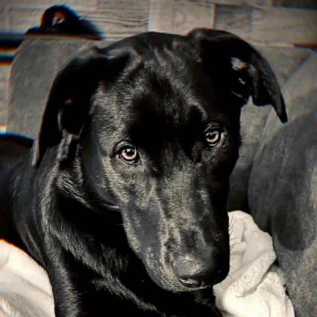us-service-animals