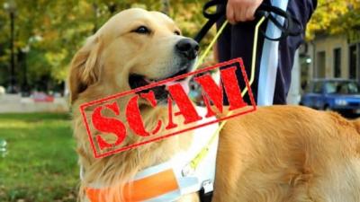 US Service Animals - Are You Falling for an Emotional Support Animal Scam?
