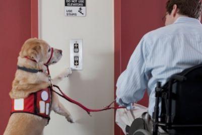 US Service Animals - SERVICE ANIMALS: What Yоu Should Know
