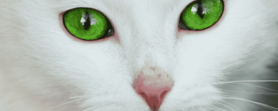 Emotional Support Cats | Benefits & How To Register Your Cat