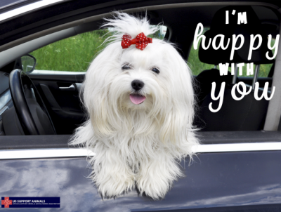 US Service Animals - Hurricane Help