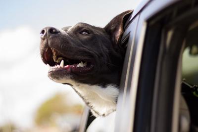 US Service Animals - Tips For Traveling Long Distance With A Pet