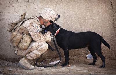 US Service Animals - Service Dogs For PTSD