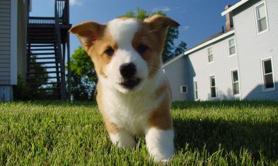 US Service Animals - How to Crate Train a Puppy