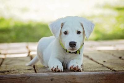 Your Guide to House Training a Puppy - Effective Potty Training