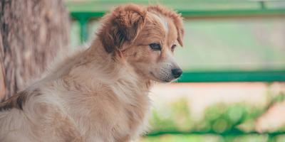 US Service Animals - Can You Get a Service Dog for Anxiety?