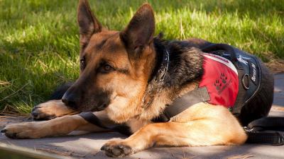 US Service Animals - Must-have Supplies for Service Animals 