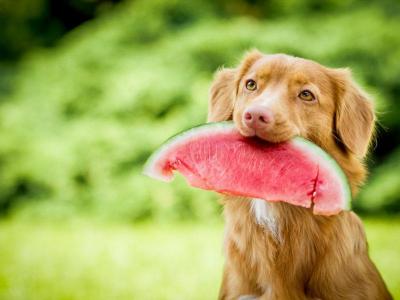 US Service Animals - Can Dogs Eat Watermelon? Summer Fun With Your Dog