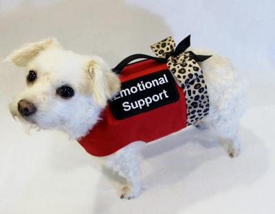 US Service Animals - Emotional Support Animal Laws | See What Rights You Have