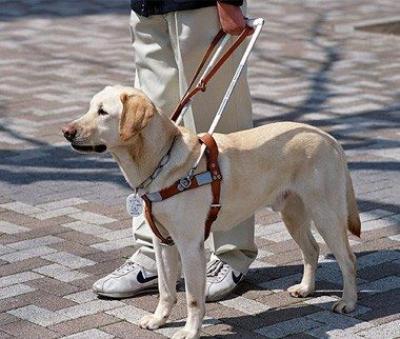 Your Ultimate Guide to Service Animals - How They Help People