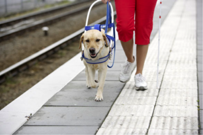 US Service Animals - Service Dog for Multiple Sclerosis | How They Can Help