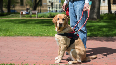 US Service Animals - Service Dog Laws In Virginia | Virginia’s Disability Rights Law 