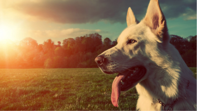 Service Dog for Asthma | How They Can Help & How You Can Qualify