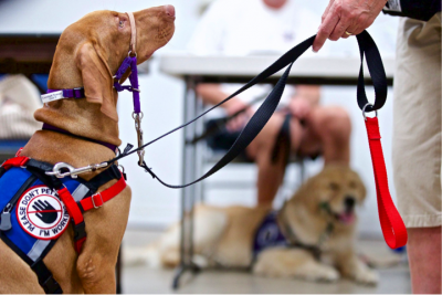 US Service Animals - Service Animal Laws in Alabama | Where Service Animals Are Allowed