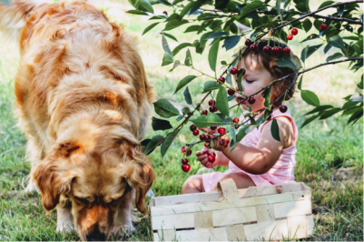 US Service Animals - Can You Get A Service Dog for Allergies | It Depends