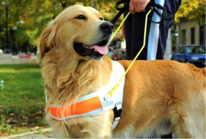 US Service Animals - Service Animal Laws in California | The Rules In Public Places & Housing