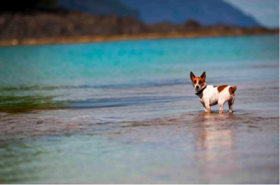 US Service Animals - Service Dog Laws in Hawaii | Rules & Regulations