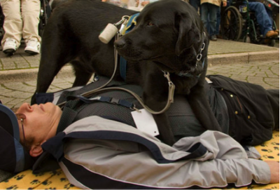 US Service Animals - Service Dog for Seizures | How To Get One & How They Can Help
