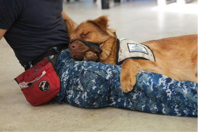 US Service Animals - Service Dog for Panic Attacks | How They Can Help & How To Qualify