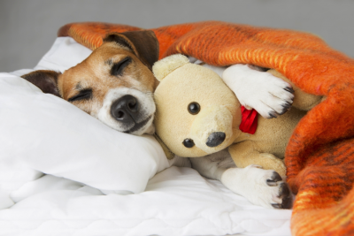 US Service Animals - Melatonin for Dogs | Best Way To Help Your Dog Stay Calm