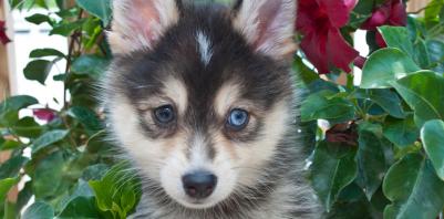 US Service Animals - All About the Pomsky | The Adorable Mix Between a Pomeranian & a Siberian Husky