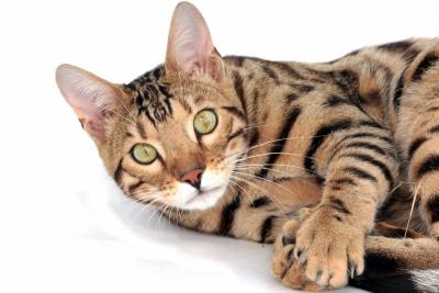 US Service Animals - All About the Savannah Cat Breed | Does This Exotic Cat Make a Good Pet?