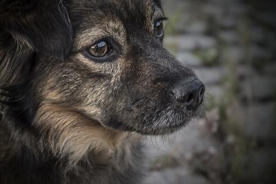 US Service Animals - Prednisone for Dogs | Can It Help Your Dog With Allergies?