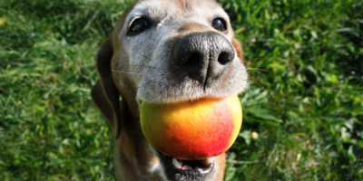 Can Dogs Eat Apples? A  Fantastic Additions to a Dog's Diet.
