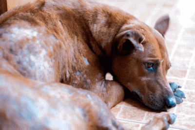 What is Mange? And How To Treat It Fast