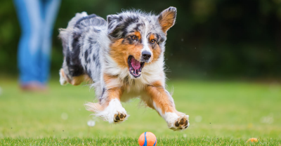 Healthiest Dog Breeds | Live A Long & Full-filling Life With Your Dog