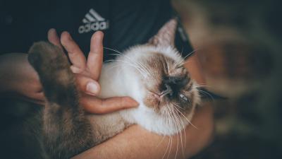 Home Remedies for Fleas on Cats