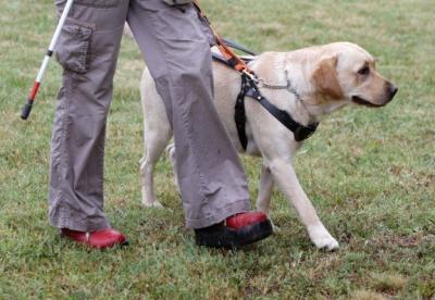 How to Get a Service Dog | The Qualifying & Training Needed