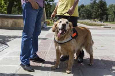 Psychiatric Service Dogs | What They Do & How They Help