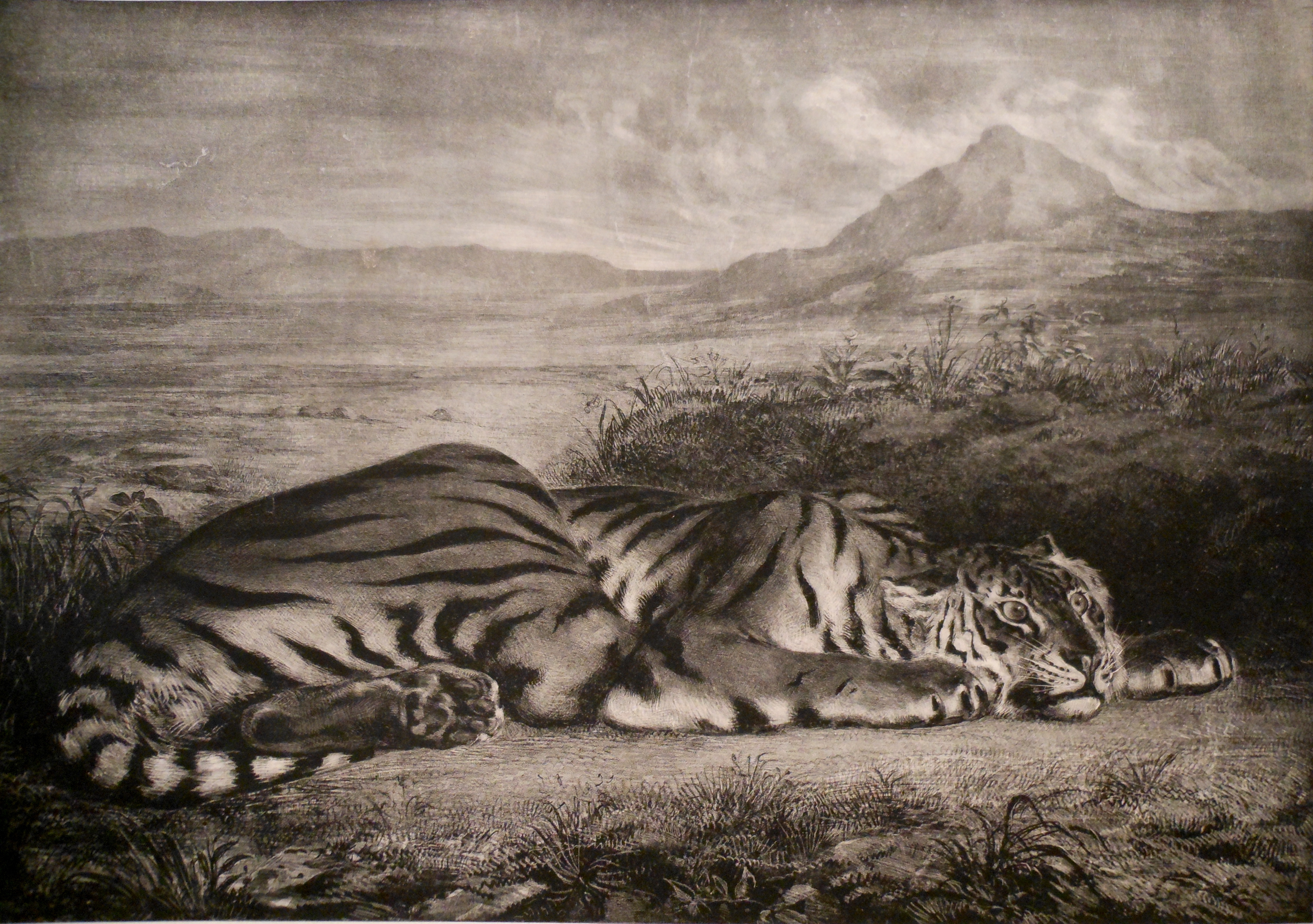 Tigre Royale - Eugene Delacroix | Grand Rapids Art Museum