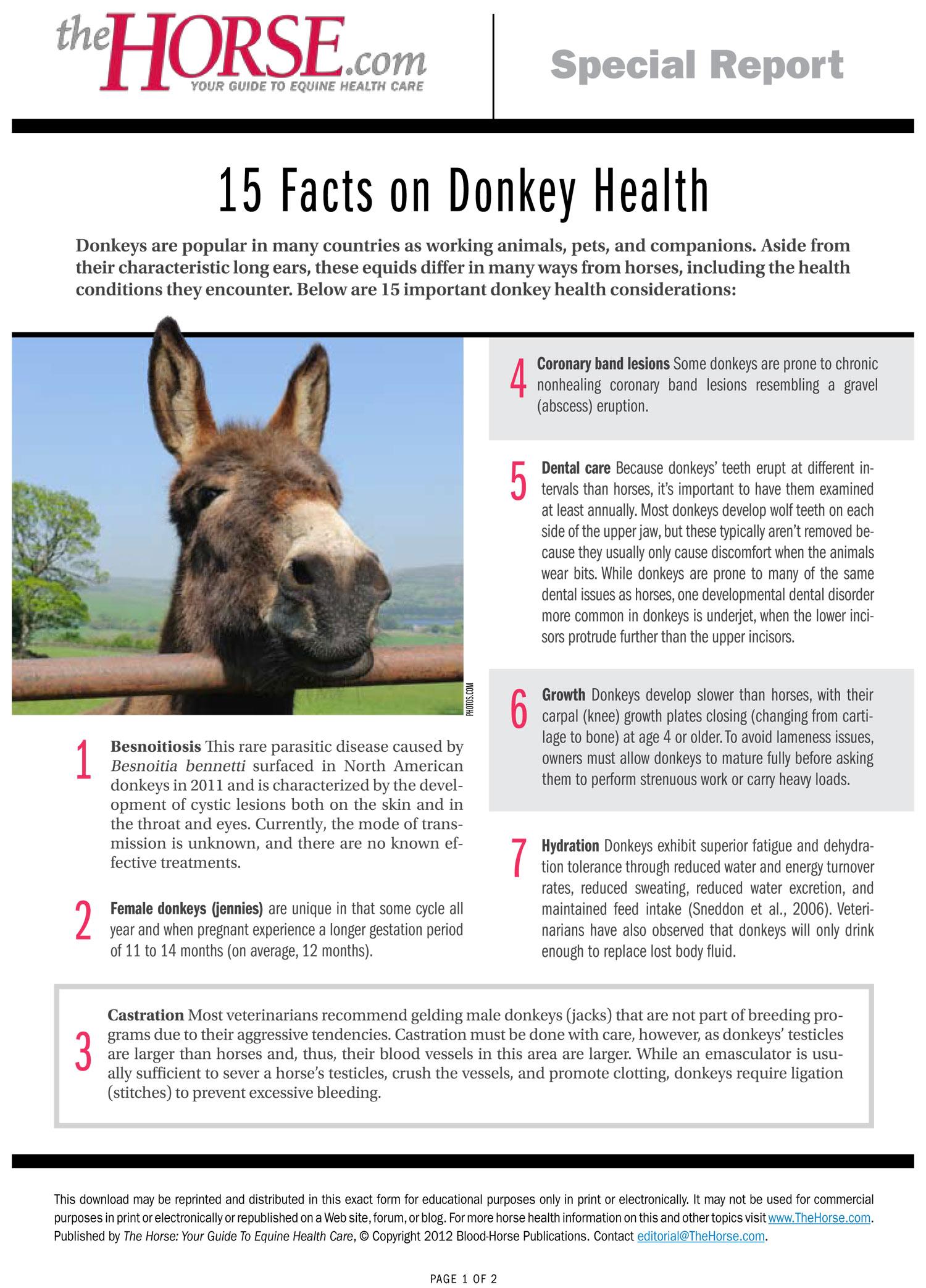 Donkey Interesting Facts At Andrew Webber Blog Donkey Interesting Facts At Andrew Webber Blog