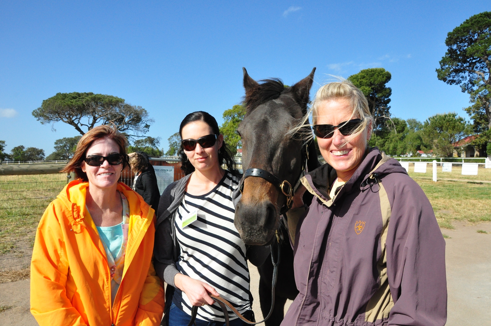 Horse Keeping Observations From Australia The Horse