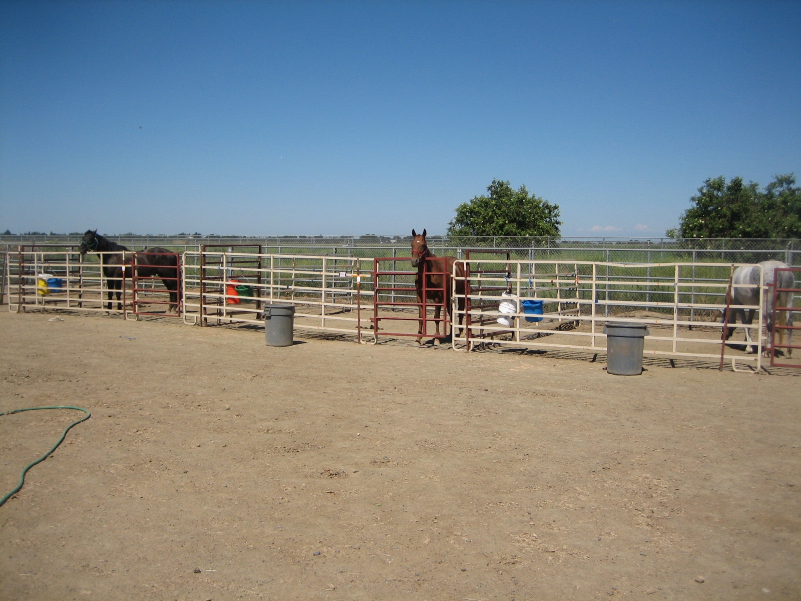 Horses' Shade Preferences Evaluated The Horse