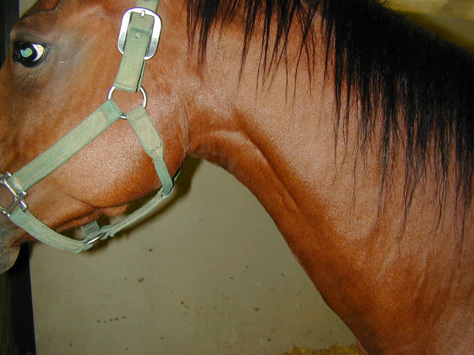 How Effective is Cribbing Surgery? The Horse