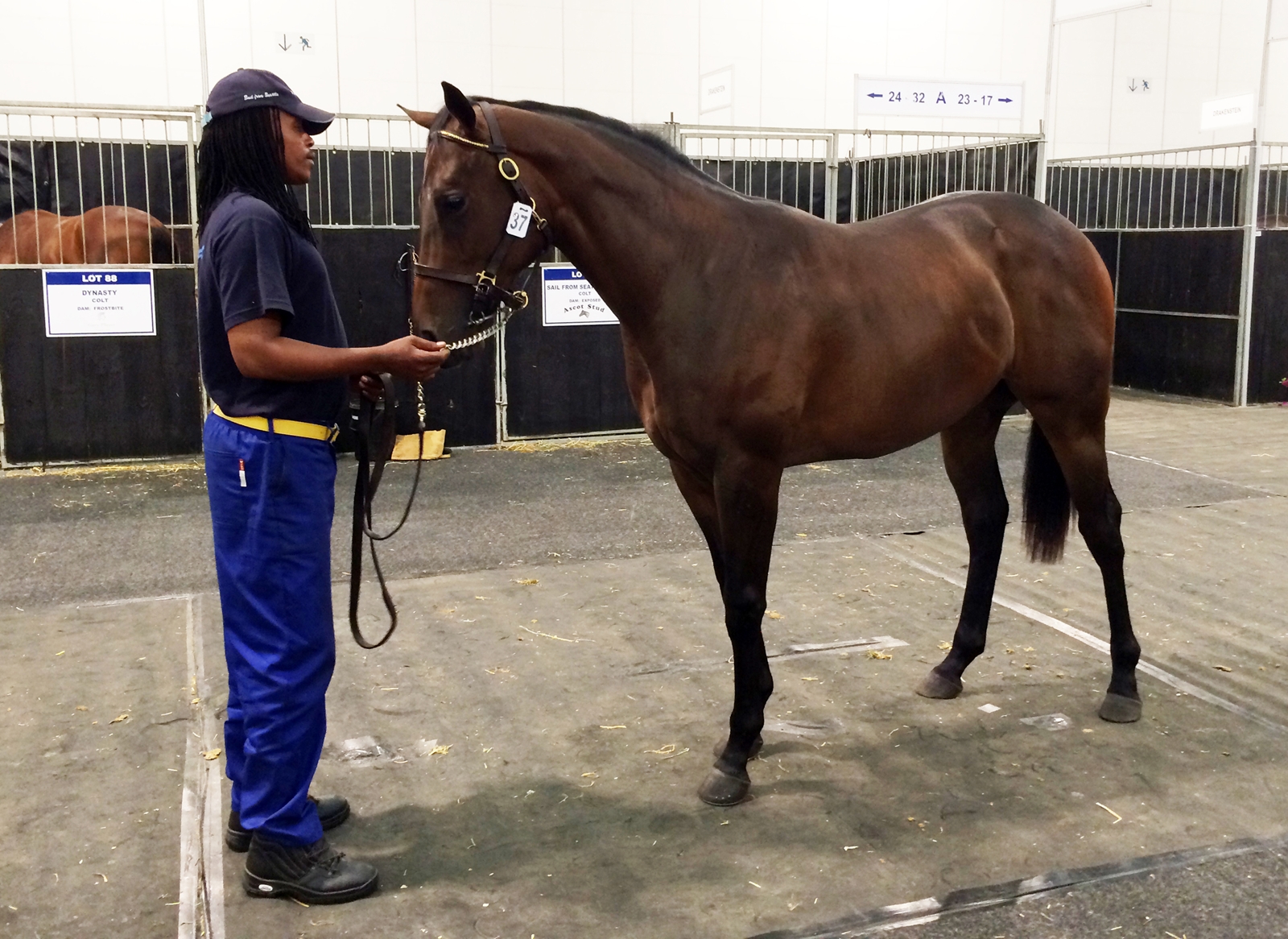 Culture Shock at a South African Thoroughbred Sale The Horse