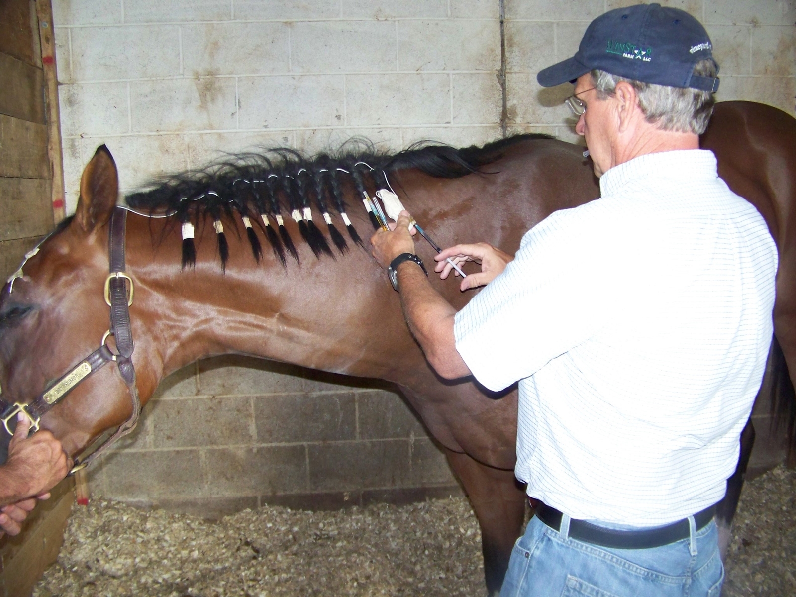 A Better Way to Treat Equine Eyes Subpalpebral Lavage The Horse