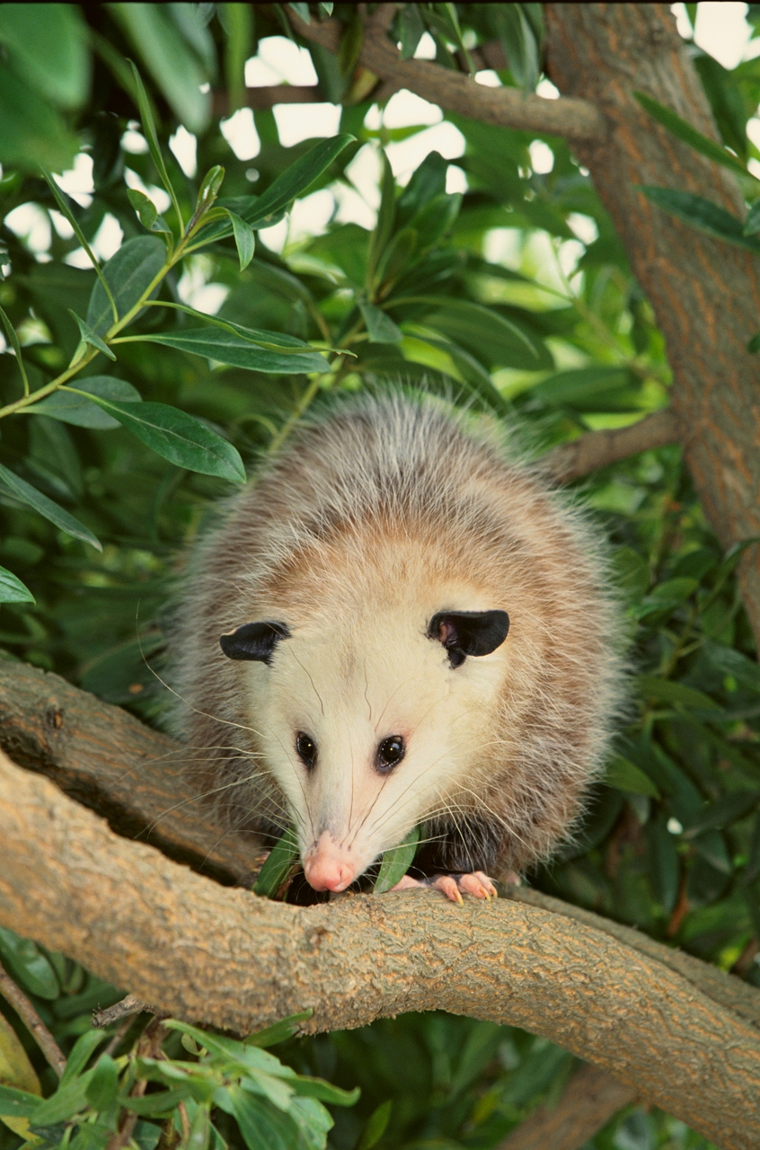 Zoonoses What Horse Owners Need to Know The Horse