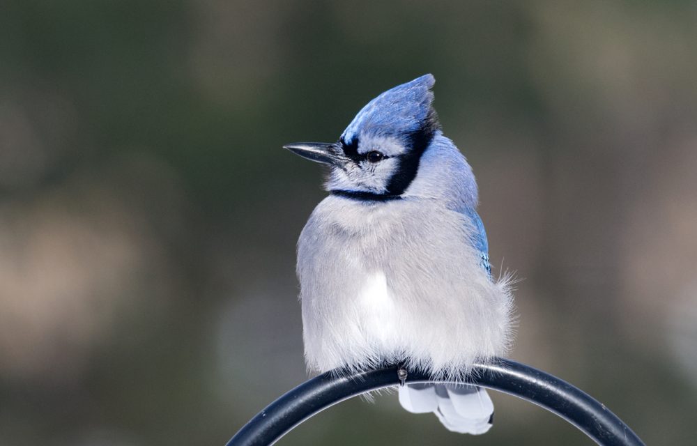 Rigaud couple helps launch Arbor Gallery’s new Arber Room